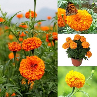 NEW 2022 ▬▲Philippines Ready Stock 100 Pcs Marigold Seeds Home Garden Fruit Seeds Flower Seeds Vege #2