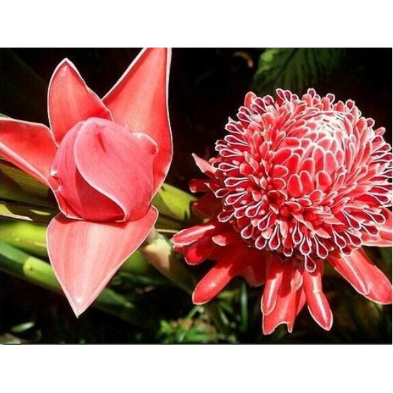 100PCS Pack Perennial Etlingera Elatior Flower Bonsai Seeds