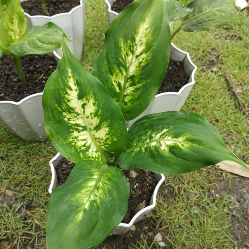 DIEFFENBACHIA MARIAN PLANT (Indoor/Outdoor Plant) | Shopee Philippines