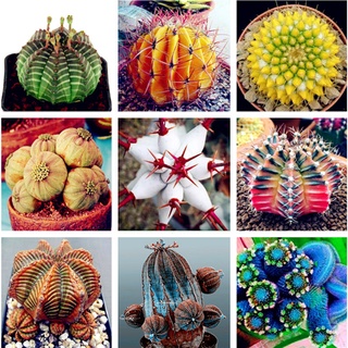 Hot Sell Succulent Plants 100 PcsPack Euphorbia Obesa Seeds, Very Rare Cactus Flower Seeds for Garde #1