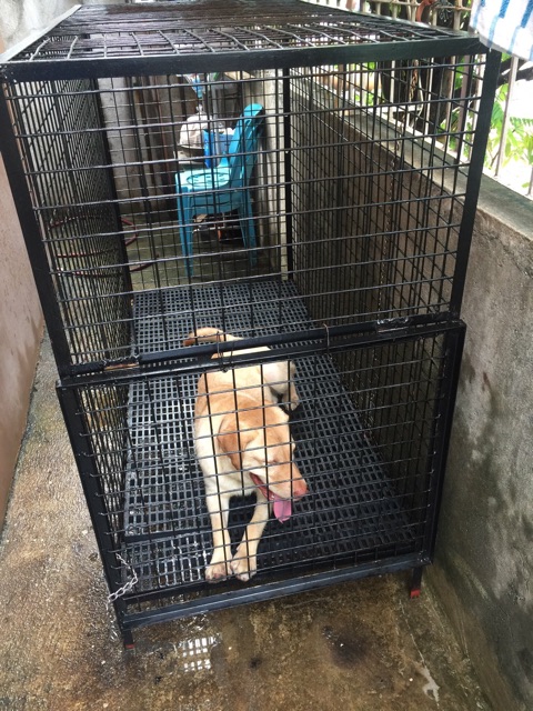 rubber mat for dog crate