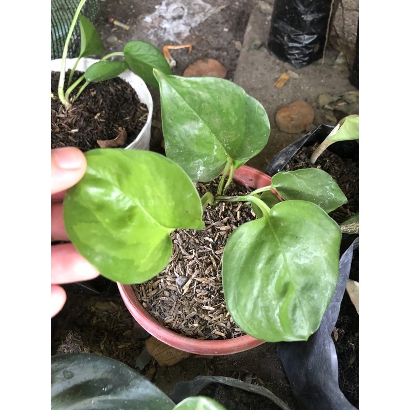 Reverted Manjula Pothos | Shopee Philippines