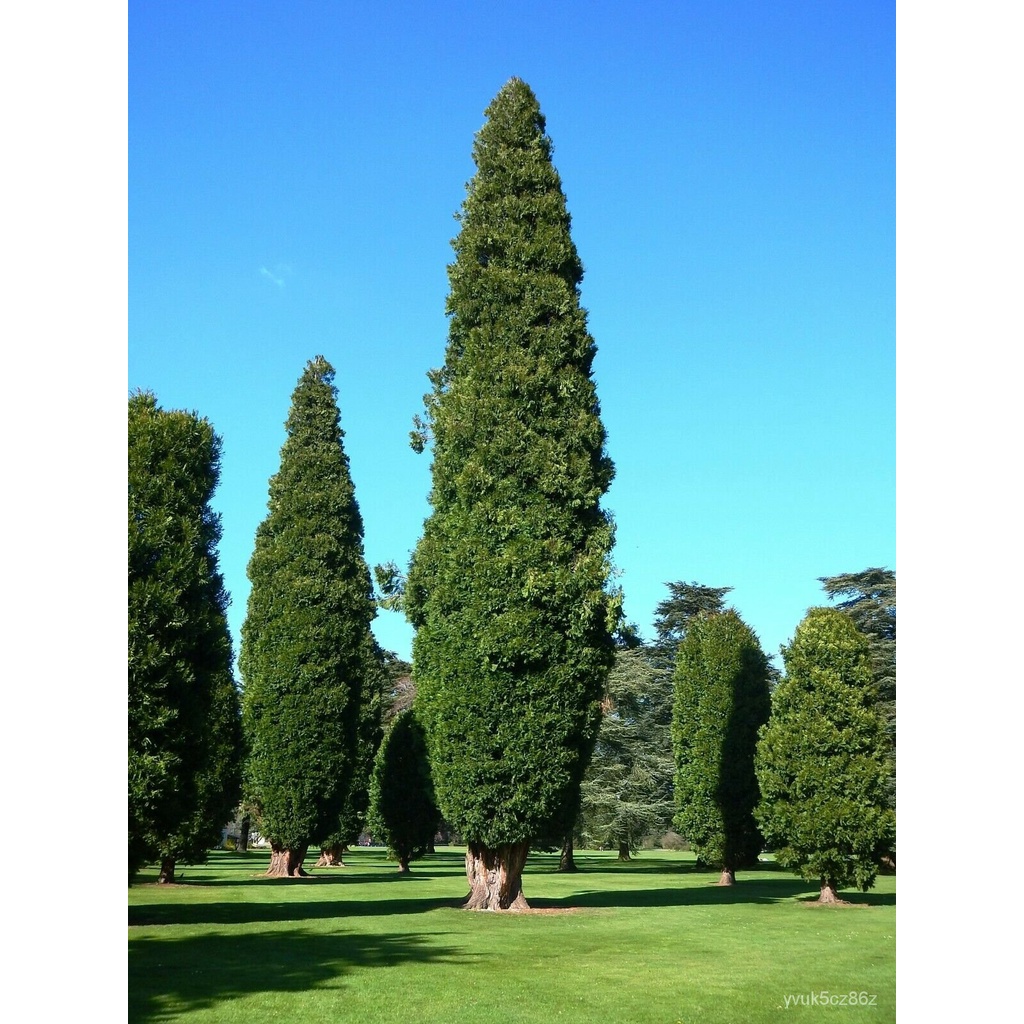 Guaranteed germination rate Italian Cypress Cupressus sempervirens