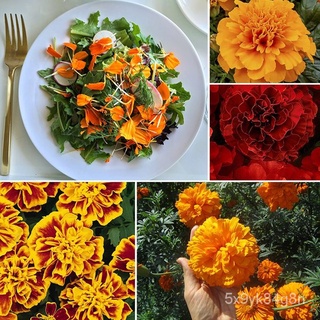 flower seeds Philippines Ready Stock 100 Pcs Seeds Yellow Orange Color Marigold Flower Seeds Bonsai  #5