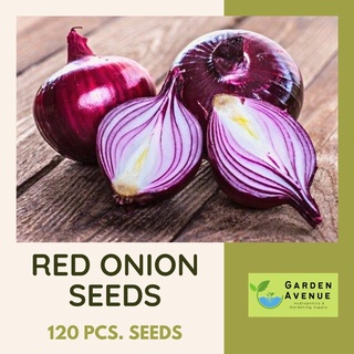 RED ONION SEEDS (120pcs seed)- Red Colorado/HIGH YIELD/HYBRID