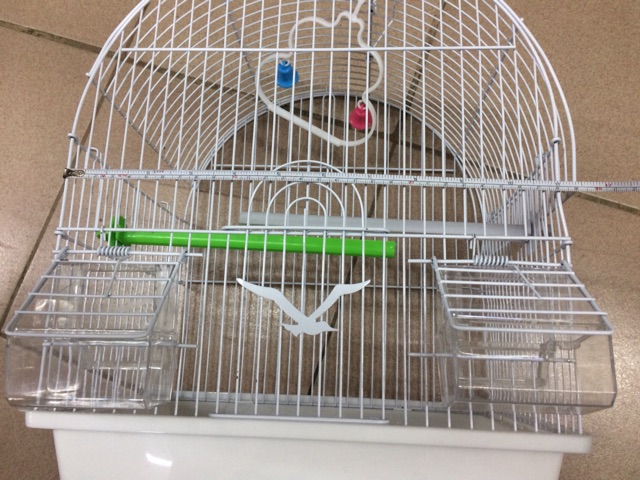 cage birds for sale