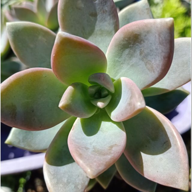 Ghost Plant Succulent Shopee Philippines