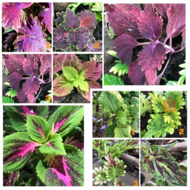 Mayana Plant (Cuttings) Shopee Philippines