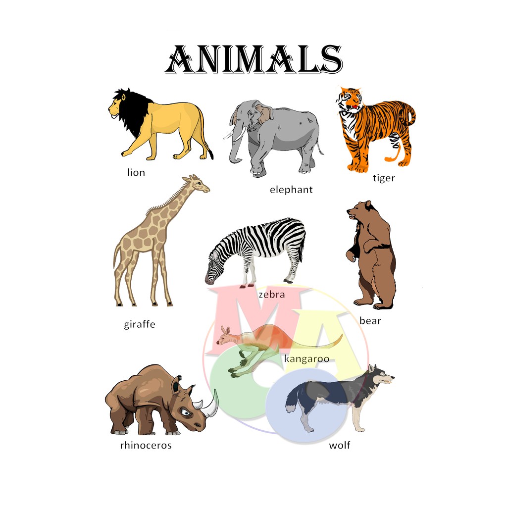 Animals Chart Laminated A4 Size | Shopee Philippines