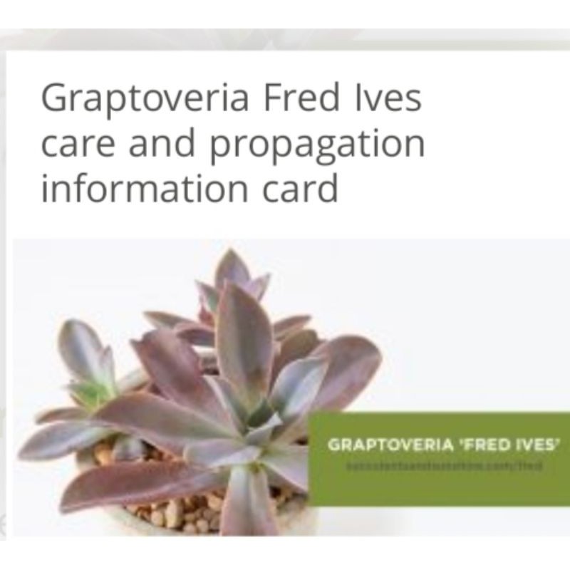 Fred Ives Succulents Shopee Philippines