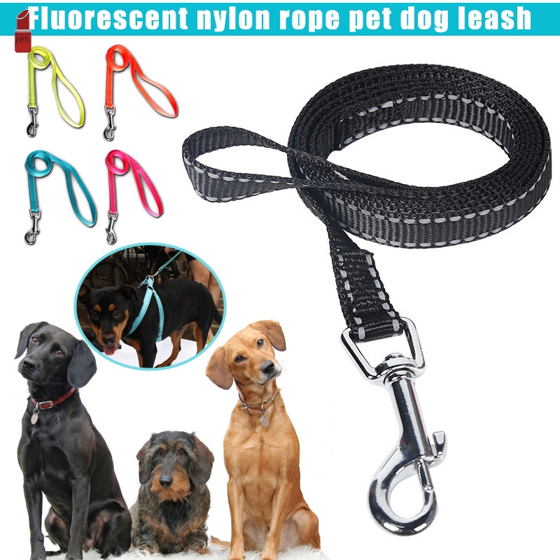 outdoor dog leash run