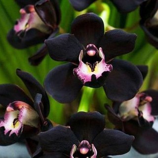 100pcs Rare Black Faberi Orchid Flower Seeds Cymbidium Home Garden Bonsai Decor #7