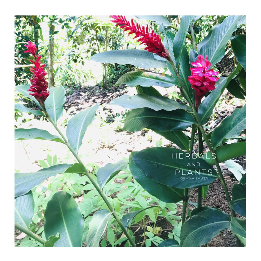 Tropical Red Ginger Shopee Philippines