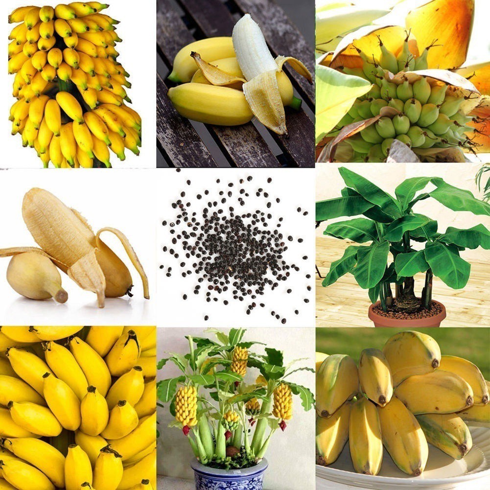 Details about   100Pcs Mini Rare Dwarf Banana Tree Seeds Bonsai Seed Home Garden Plants Decor 