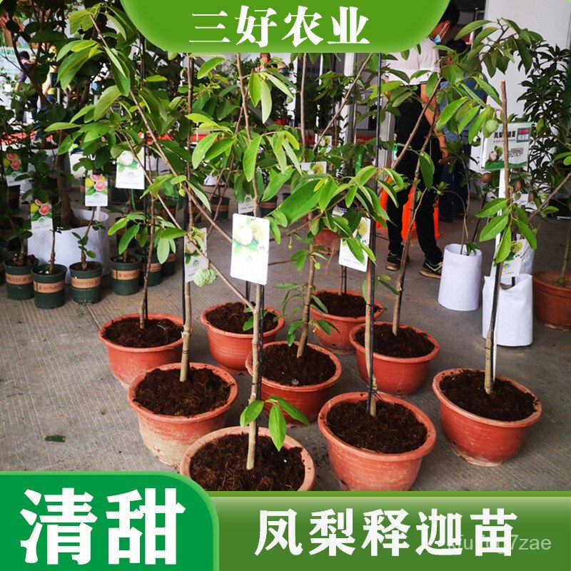 Huang Zhongwen Taiwan Pineapple Fruit Seedlings Red Custard Apple Seedlings Buddha Head Fruit