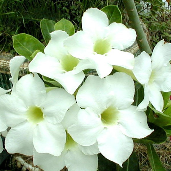 White Desert Rose Seeds, White Adenium Obesum Seeds Variety001