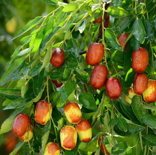 10pcs Jujube Fruit Seeds Rare Kind Pereninal Tasty Natural Sweet Easy Grow Shopee Philippines