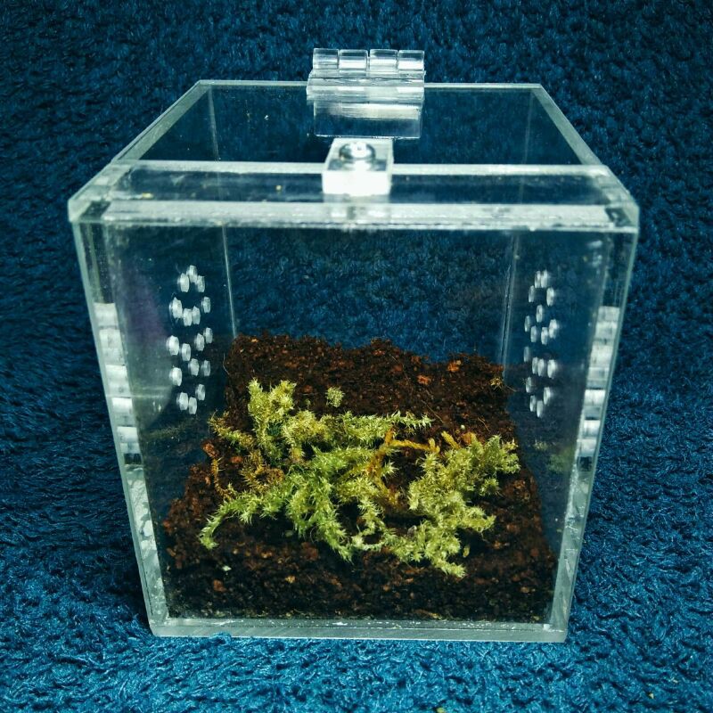 Acrylic Enclosure for Tarantulas | Shopee Philippines