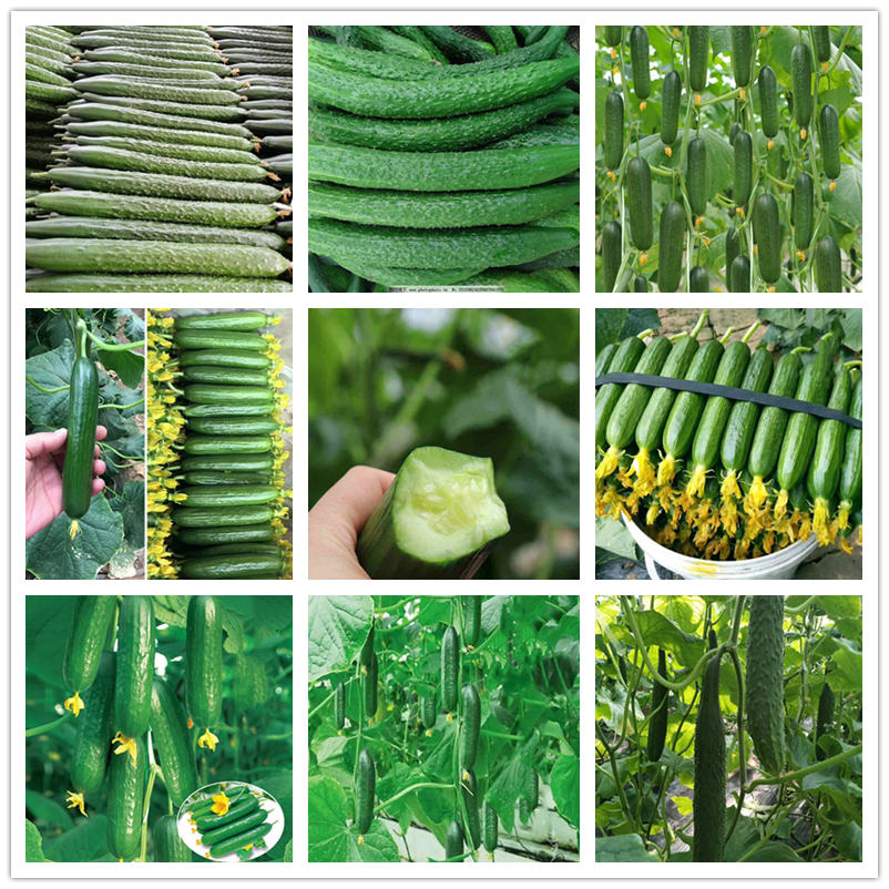 10PCS COD Vegetable Seeds - Leafy Greens and Microgreens - cucumber Seeds