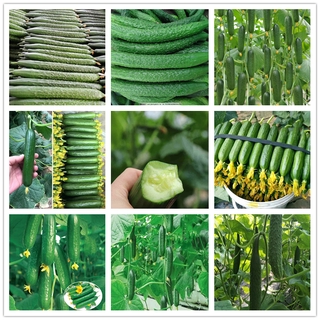 10PCS COD Vegetable Seeds - Leafy Greens and Microgreens - cucumber Seeds #1