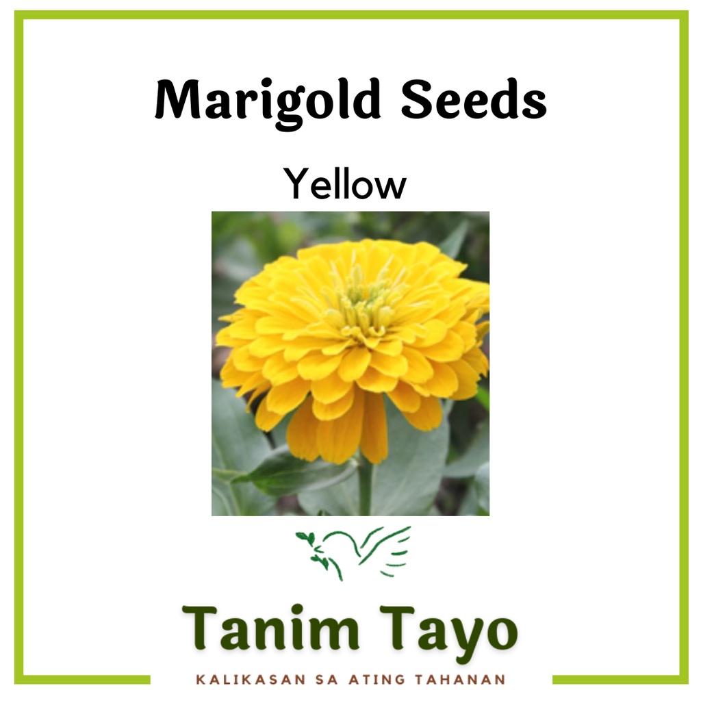 TanimTayo Marigold Flower Seeds for Planting Yellow, Orange, Red High