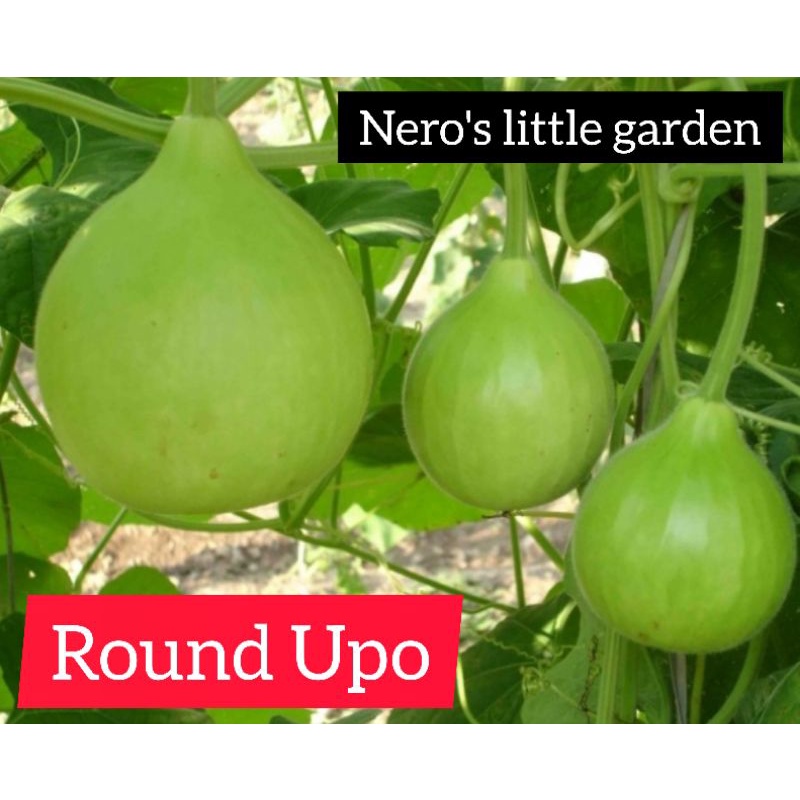 nero's round upo (3 seeds) | Shopee Philippines