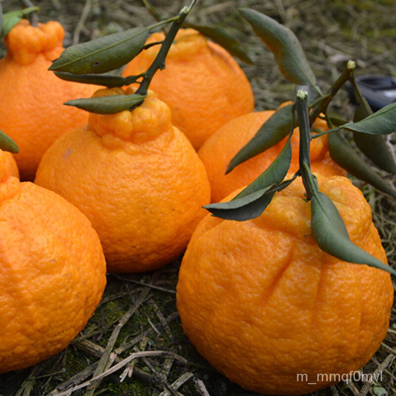 Ugly Orange Seedlings Sichuan Ugly Orange Seedlings Unknown Fire Orange