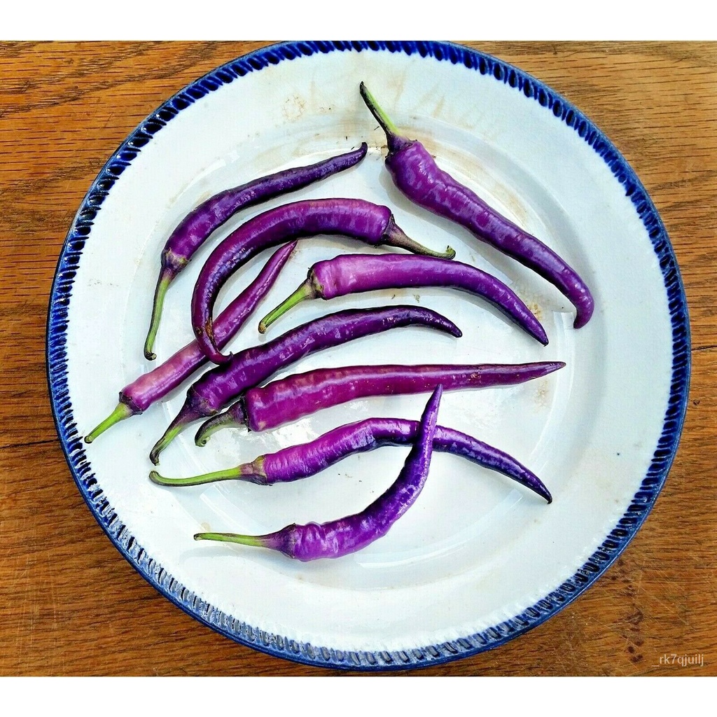Guaranteed germination rate PURPLE CAYENNE pepper seeds NONGMO big