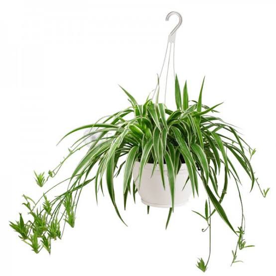 Spider Plants House Plant Live Plant Indoor Plant | Shopee Philippines