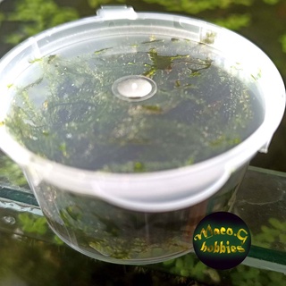 Java moss - Fresh from my shrimp tanks - Live aquatic plants best for shrimps and aquascape #7