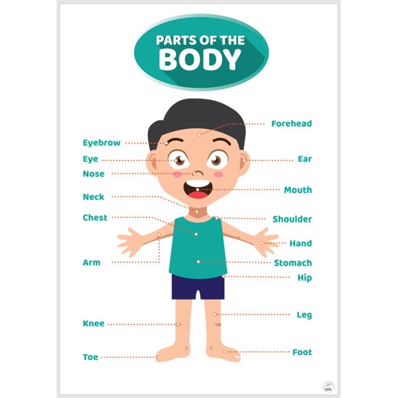 Laminated Big chart Parts of the Body (Boy) Educational Chart for kids ...