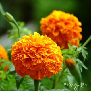 flower seeds Philippines Ready Stock 100 Pcs Seeds Yellow Orange Color Marigold Flower Seeds Bonsai  #9