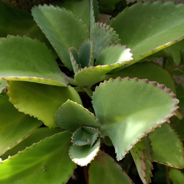 mother of thousand/ succulent/ kalanchoe sp | Shopee Philippines