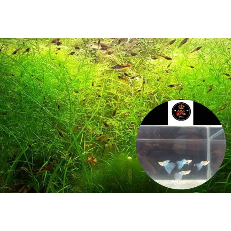 Guppy Accesories (BLUE GRASS) #1