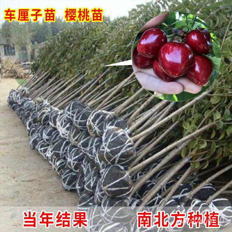 Xo8h Cherry Cherry Tree Seedlings Cherry Tree Large Fruit Trees Fruit Seedling Fruit Seedlings