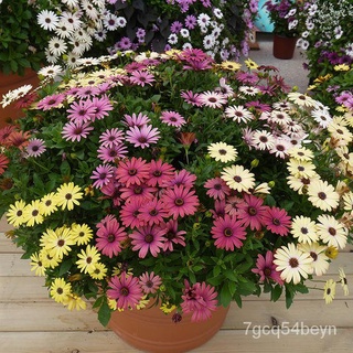 flower seeds Philippines Ready Stock 100 PCS South African Marigold Seeds Fruit Seeds Flower Seeds V #7