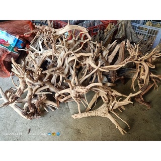 Tweetywood / tweety wood good for bonsai driftwood & aquascaping