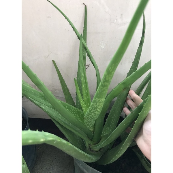 Aloe vera plant uprooted Shopee Philippines