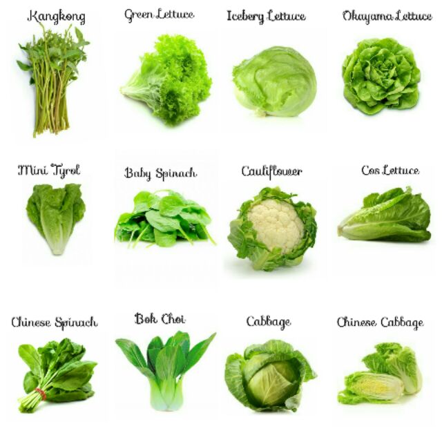 560 Mix Seeds Leafy Green Vegetables & Lettuce | Shopee Philippines