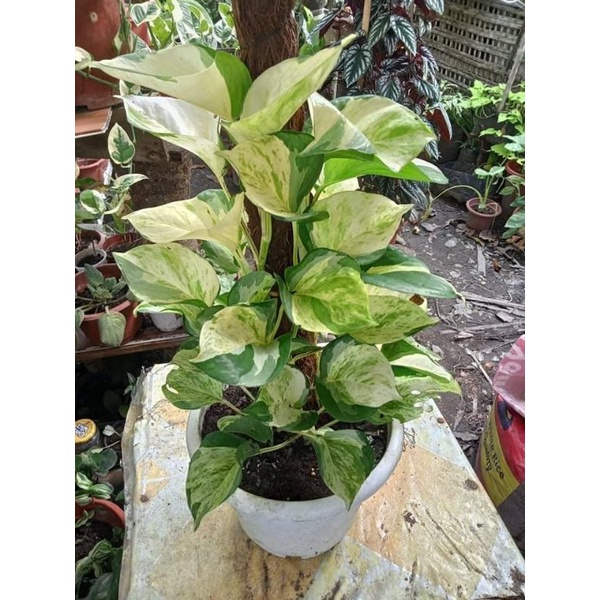 Pothos Marble queen, jade, Manjula, Njoy, Neon, Snow queen and Golden