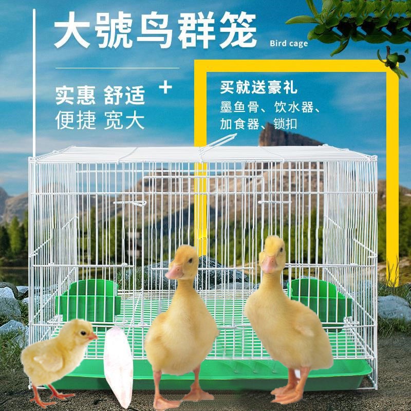 Duck cage home indoor chicken cage brooding pet Kerr duck cage raising ducks raising goose Kerr duck #2