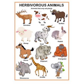 A4 Laminated Carnivore Herbivore Omnivore Animals Chart | Shopee ...