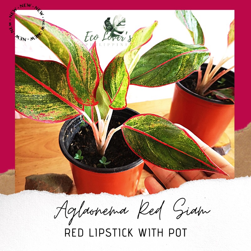 Aglaonema Red Siam Aurora / Red Chinese Evergreen with pot
