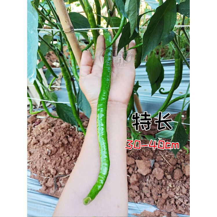 Emperor336Super Long Capsicum Seed Seedlings Early Maturity Rice