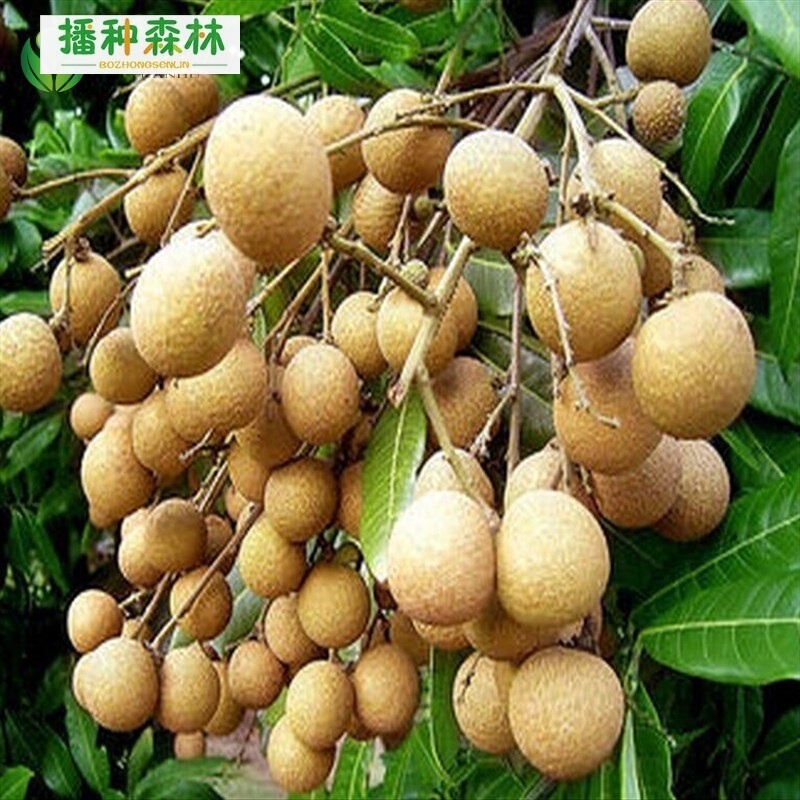 Fruit Tree Seedlings Cinnamon Sapling Longans Litchi Seedlings Grafting