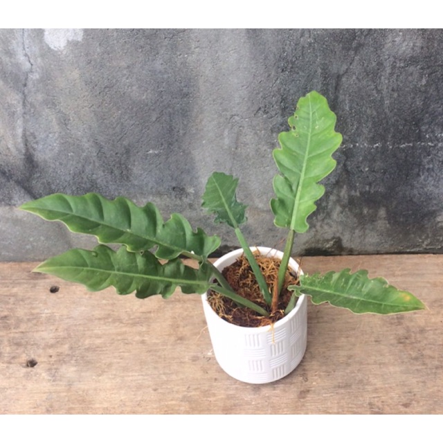 Philodendron Indoor Plant Shopee Philippines