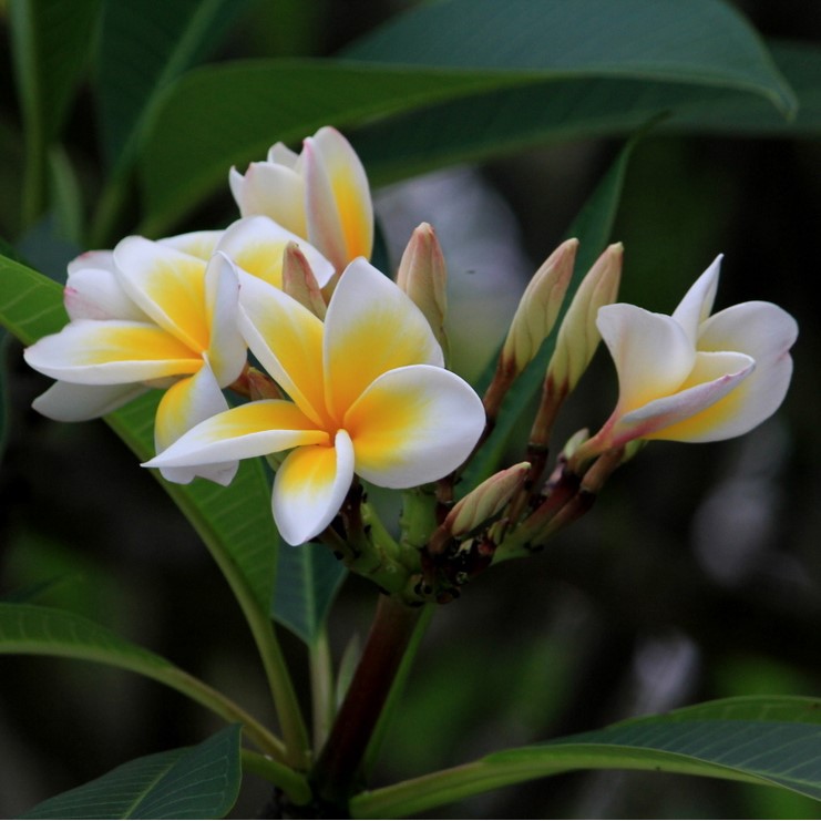 White with Yellow Center Star Shape Flower Kalachuchi Seeds, Plumeria ...