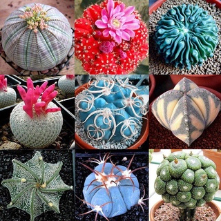 100pcs/Bag Cactus Seeds Bonsai Perennial Rare Succulent Plants Office #1