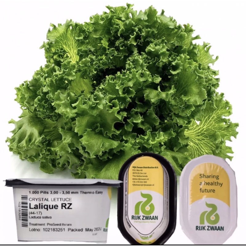 Lalique Rz Lettuce Seeds 100pcsrepacked Shopee Philippines 3325