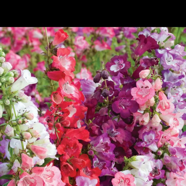 100 Pcs Spiraea Snow Ball Flower Bonsai Chrysanthemum seeds Perennial Flower Pla 100 Pcs Spiraea Snow Ball Flower Bonsai Chrysanthemum seeds Perennial Flower Pla